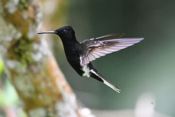 Obraz premium hummingbird in flight, Black Jacobin