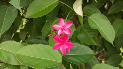 Peregrina (Jatropha integerrima) flowers in the garden. Also known as spicy jatropha.