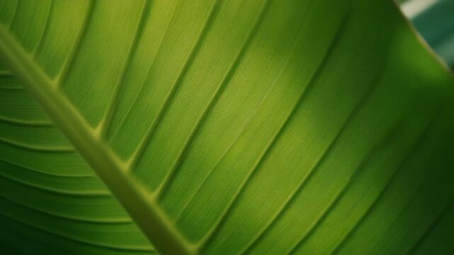A bright tropical leaf shivers gently as soft backlight reveals its vivid textured structure