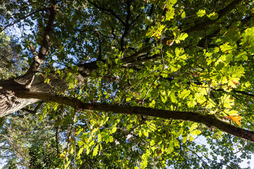 Sunlit oak canopy with bright green leaves overhead