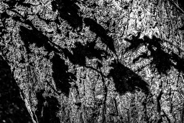 Black and white leaf shadows on textured tree bark