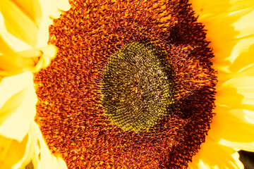 Close up abstract detail of a sunflower head