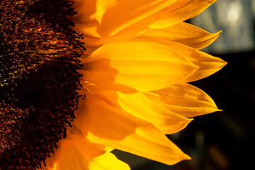 Sunlit sunflower petals in close detail