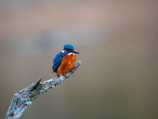 Kingfisher Bird On a Branch