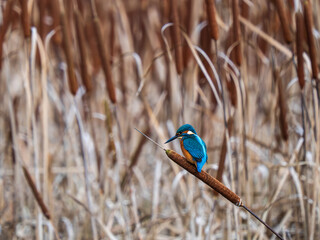 Kingfisher Bird On a Reed