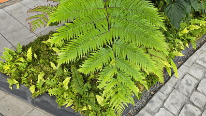 Golden Moss has large, slender, oval, and pointed leaves, shaped like three layers of feathers. Chain Fern can grow up to 2 meters long. The upper surface of the leaf is dark green, the underside gray © Vanchuree