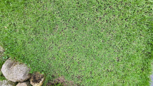 Green lawn and rocks at the bottom left. Fine-leaved Bermuda grass is used as ground cover in the garden. Green lawn and rocks background. Grass that is drought-resistant, heat-resistant, 
