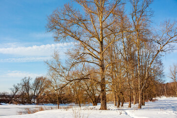 Striking bare trees line a snowy riverbank under a vast, bright blue winter sky with delicate clouds, golden sunlight highlights trunks
