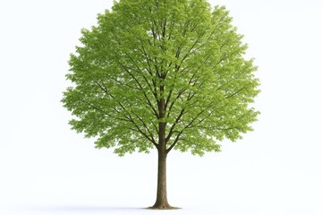 Obraz premium Isolated Tree with Vibrant Green Foliage on White Background, Representing Nature, Growth, and Environmental Concepts