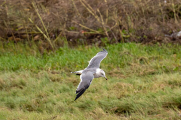 Seagull Gliding in Flight Over Grassland