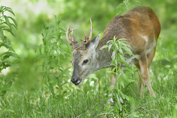 male roe deer