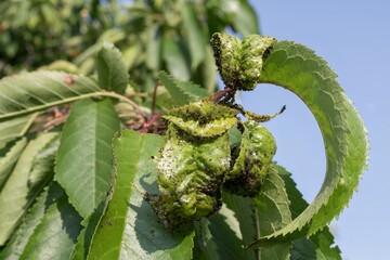 Detailed view of cherry tree leaves curled and distorted by aphid infestation. Visible pest damage and stress on the plant. Ideal for themes of gardening, plant health and natural pest control.