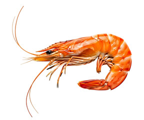 Cooked prawn isolated on a black background