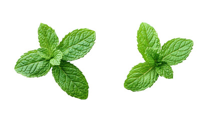 Two fresh mint leaves isolated on transparent background