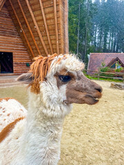 Naklejka premium An alpaca in front of its wooden house. An alpaca and flying snow. An alpaca is a light-red animal with small ears and thick, fluffy fur all over its body, including its head.