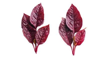 Two bunches of deep red amaranth leaves isolated on transparent background