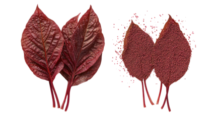 Two bunches of dried red leaves isolated on transparent background