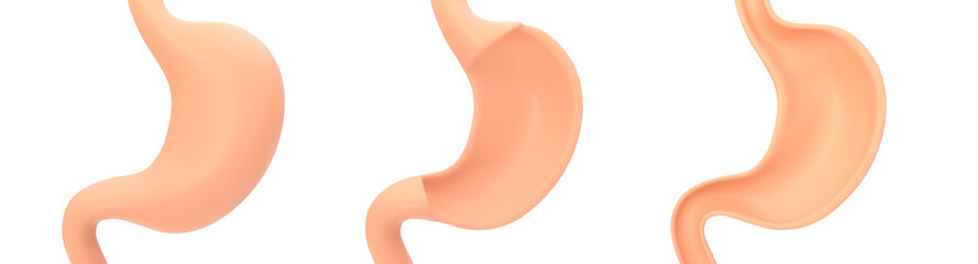Human internal stomach anatomy design element, 3D rendering
