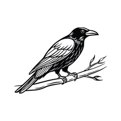 Silhouette of crow sitting on branch