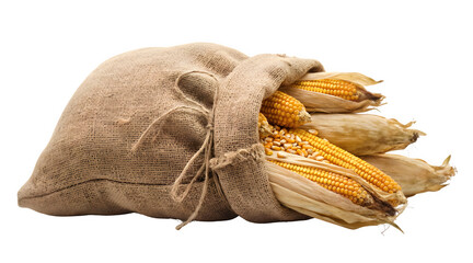 Pile of Dry Yellow Corn Cobs and Loose Kernels Spilling from a Rustic Jute Sack isolated on a transparent background 