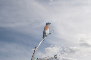 Male Bluebird Sits Atop a Dead Branch of a Pine Tree
