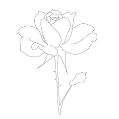 Hand-Drawn Rose Flower Botanical Outline