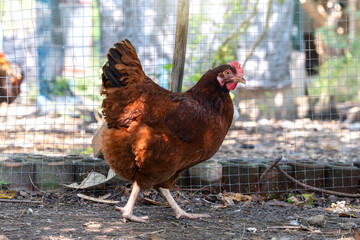 Australian Rhode Island Red Purebred female Chicken. Hen in husbandry natural free range lifestyle farming organic in shady atmosphere of garden.