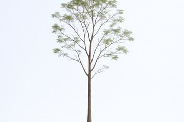 Fototapeta premium Isolated Tree with Delicate Green Leaves and Slender Trunk on White Background for Architectural Visualization