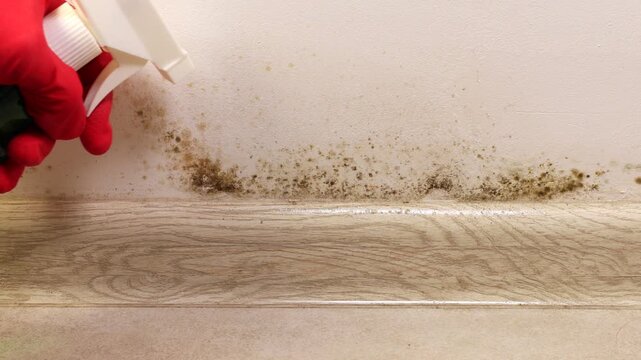 Hand in gloves clean black mold fungus growing on the wall under baseboard with anti-mold spray. Dampness problem concept. Condensation at home.
