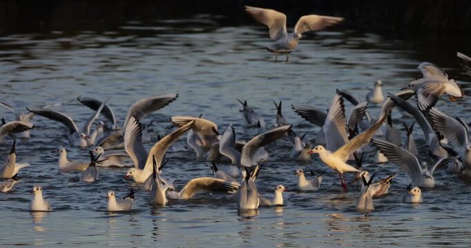 Flock of black-headed gulls (Chroicocephalus ridibundus) hunting and fishing.  The Camargue, France.