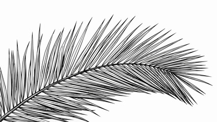 Obraz premium Elegant Palm Frond Silhouette Against White Backdrop.