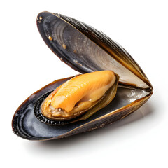 Raw mussel in a single unopened shell isolated on white background showcasing fresh seafood ingredient for cooking, recipes,