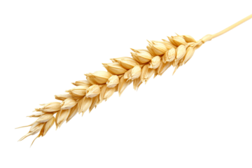 Golden wheat stalk with grains isolated on transparent background