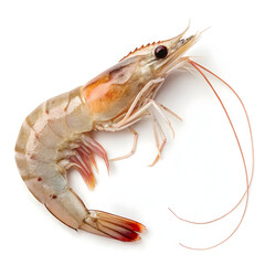 Raw single shrimp isolated on white background showcasing fresh seafood ingredient ideal for cooking, recipes, gourmet dishes,