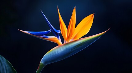 Bright and Colorful Bird of Paradise Flower in a Dark Background Setting