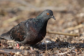 Close up pigeon on beach, birds of Montenegro	