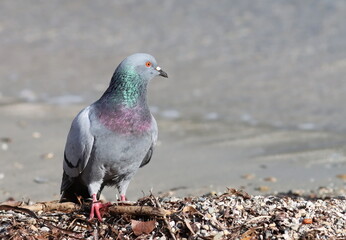 Close up pigeon on beach, birds of Montenegro	