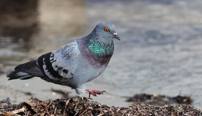 Close up pigeon on beach, birds of Montenegro