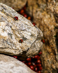 Cluster of Ladybugs Hibernating or Hiding Under a Rock Ledge