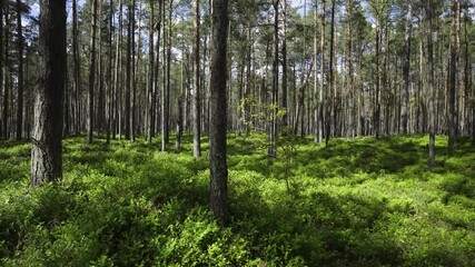 A walk in the National Park in Latvia at the summer. Coniferous forest in early early summer. Traps and directions for outdoor activities.