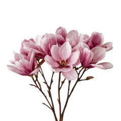 Obraz premium Beautiful Magnolia Flowers in Full Bloom Showcasing Soft Pink Hues and Delicate Petals