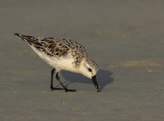Closeup of a Sanderling feeding at Busaiteen coast, Bahrain