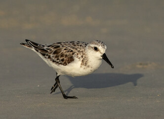 Portrait of a Sanderling at Busaiteen coast, Bahrain