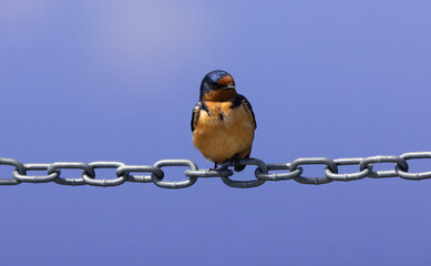 Colorful Barn Swallow perched on links of chain at Malheur National Wildlife Refuge in Oregon, United States
