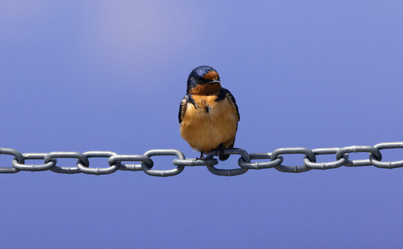 Colorful Barn Swallow perched on links of chain at Malheur National Wildlife Refuge in Oregon, United States - Powered by Adobe