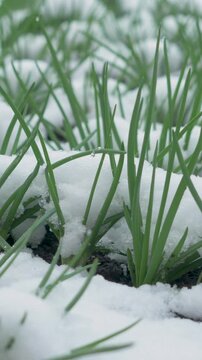 Green blades emerge in white-covered field. Spring start disrupted by snow return. Inconsistent seasons introduce risks to plant vitality and harvest planning
