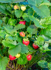 Strawberry plant. Staberry bushes.  Strawberries in growth at garden.