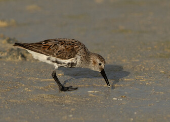 Closeup of a Dunlin feeding at Busaiteen coast of Bahrain