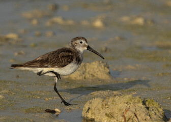 Closeup of a Dunlin resting at Busaiteen coast of Bahrain
