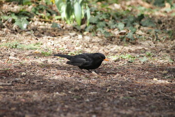 Männliche Amsel